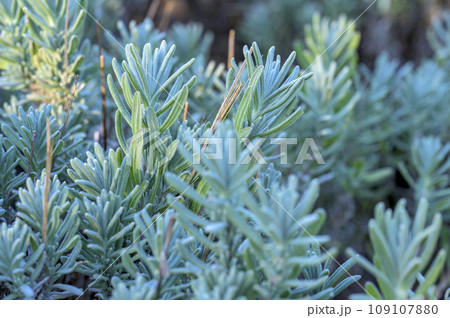 秋のイングリッシュ・ラベンダー 秋のイングリッシュ・ラベンダー 109107880