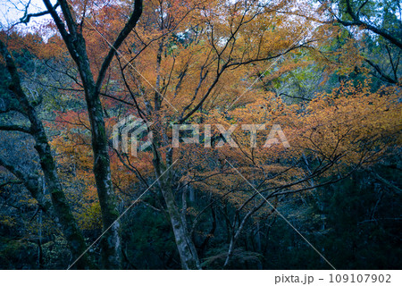 茨城県の花貫渓谷の紅葉 茨城県の花貫渓谷の紅葉 109107902