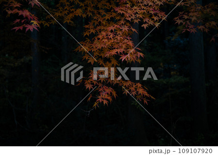 茨城県の花貫渓谷の紅葉 109107920