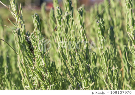 秋のフレンチ・ラベンダー 109107970