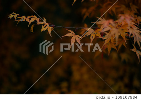 茨城県の花貫渓谷の紅葉 茨城県の花貫渓谷の紅葉 109107984