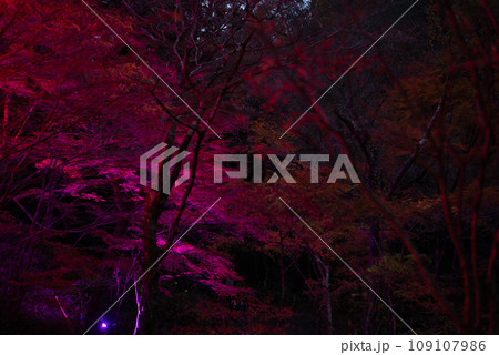 茨城県の花貫渓谷の紅葉（ライトアップ） 109107986
