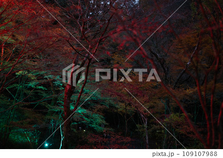 茨城県の花貫渓谷の紅葉(ライトアップ) 茨城県の花貫渓谷の紅葉(ライトアップ) 109107988