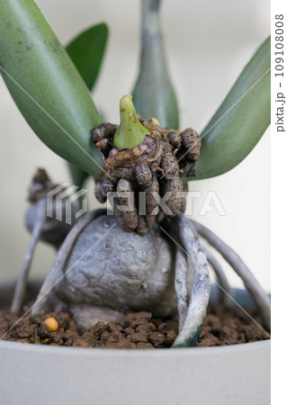 ZZ plant roots. 109108008