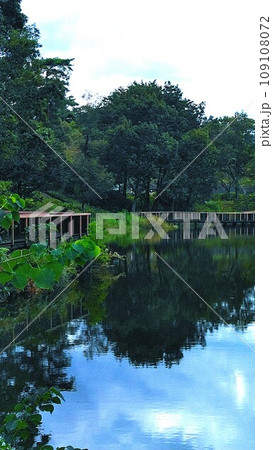湖面に写る木々や下草が美しい風景、四国香川県、国営讃岐まんのう公園の飛竜池、飛竜の花道 湖面に写る木々や下草が美しい風景、四国香川県、国営讃岐まんのう公園の飛竜池、飛竜の花道 109108072