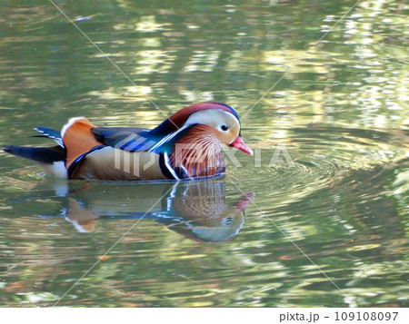 オシドリ オシドリ 109108097