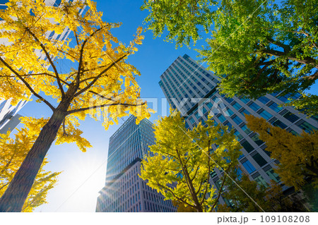 緑のあるオフィス街の風景 109108208