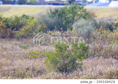 アメゴを捕まえたミサゴ 109108428