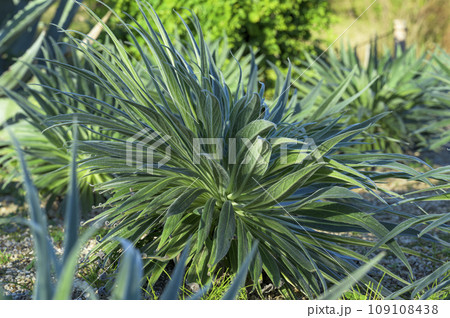宝石のような花を咲かせるエキウム・ウィルドプレッティの若株 109108438