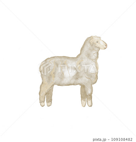 Hand painted watercolor sheep isolated on white Hand painted watercolor sheep isolated on white 109108482