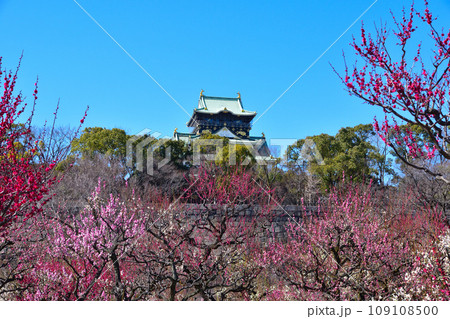梅 大阪城公園 梅 大阪城公園 109108500