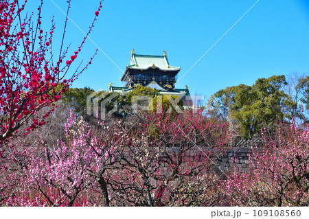 梅 大阪城公園 梅 大阪城公園 109108560