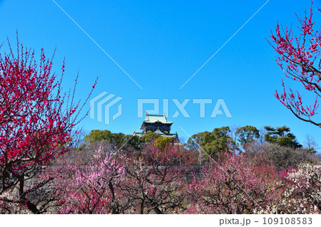 梅 大阪城公園 梅 大阪城公園 109108583