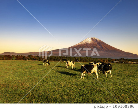 静岡県富士宮市の朝霧高原牧場の牛の群れと夕暮れ時の富士山 静岡県富士宮市の朝霧高原牧場の牛の群れと夕暮れ時の富士山 109108596
