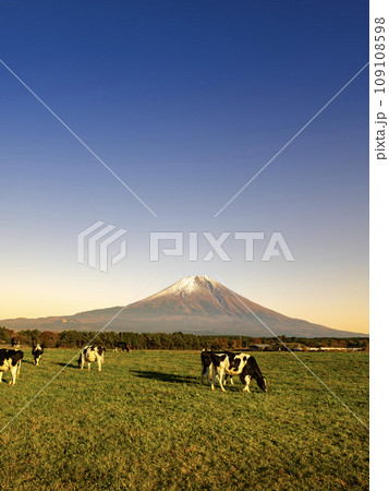 静岡県富士宮市の朝霧高原牧場の牛の群れと夕暮れ時の富士山 109108598
