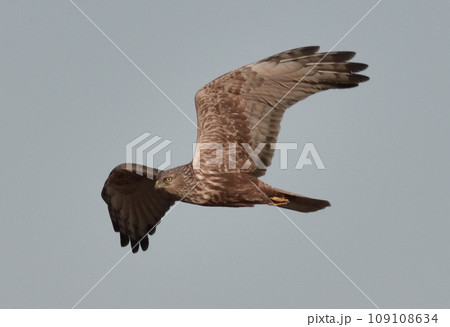 青空を飛ぶチュウヒ 109108634