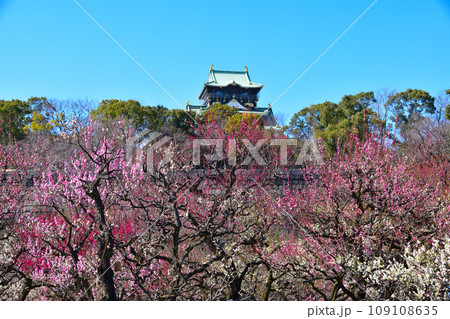 梅　大阪城公園 109108635