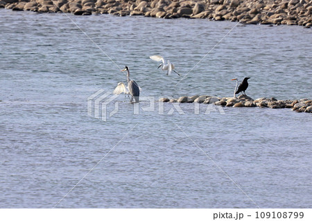 白鷺の喧嘩 109108799