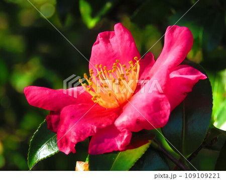 サザンカの花 109109221