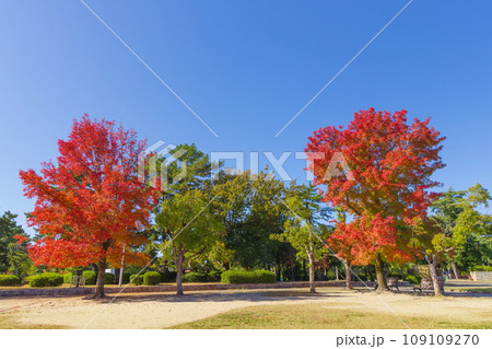 秋の服部緑地公園　大阪府豊中市にて 109109270