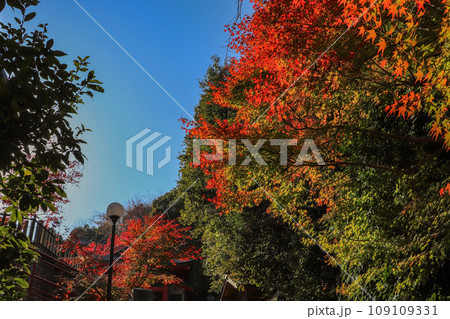 鮮やかな秋の紅葉 鮮やかな秋の紅葉 109109331
