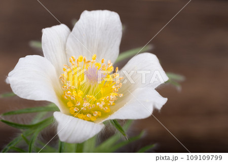 白い翁草の花のアップ 109109799