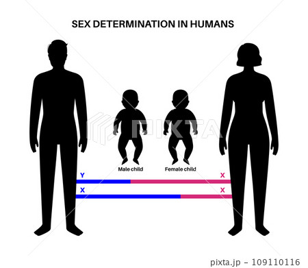 Sex Determination in Humans 109110116