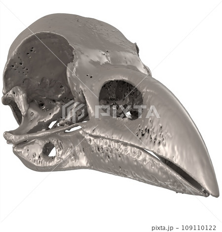 Bird Skull isolated on white background Bird Skull isolated on white background 109110122
