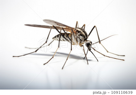 Mosquito isolated on white background 109110639