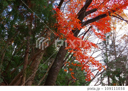 紅葉 109111038