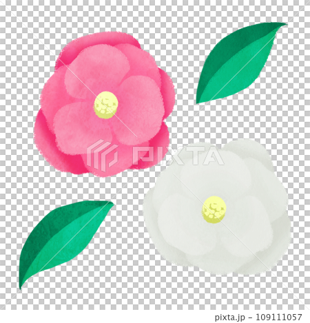 紅白の椿のイラスト 紅白の椿のイラスト 109111057