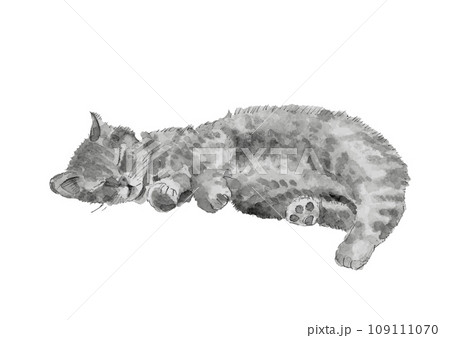 水彩で描いた 微睡む猫のモノトーンイラスト【手描き】白バック 透過背景 コピースペース 109111070