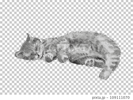 水彩で描いた 微睡む猫のモノトーンイラスト【手描き】白バック 透過背景 コピースペース 109111070