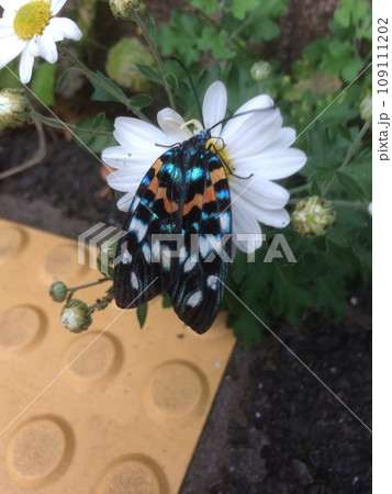 サツマニシキ サツマニシキ 109111202