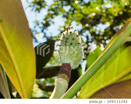 タイサンボクの白茶色の実 タイサンボクの白茶色の実 109111282