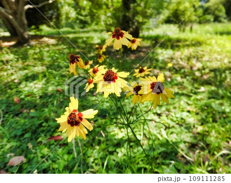 ハルシャギクの黄色い花 109111285