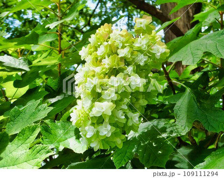 カシワバアジサイの薄緑色の花 カシワバアジサイの薄緑色の花 109111294