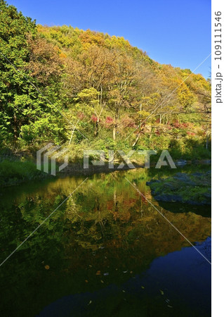 埼玉県嵐山町の紅葉する嵐山渓谷 109111546