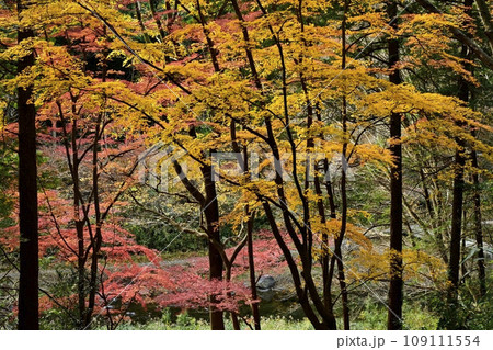 埼玉県嵐山町の紅葉する嵐山渓谷に架かる塩沢冠水橋 109111554