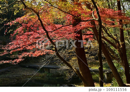 埼玉県嵐山町の紅葉する嵐山渓谷に架かる塩沢冠水橋 109111556
