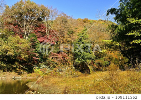 埼玉県嵐山町の紅葉する嵐山渓谷 109111562