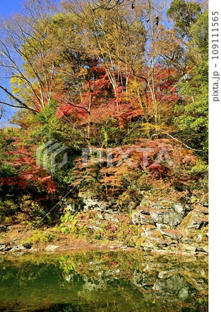 埼玉県嵐山町の紅葉する嵐山渓谷 埼玉県嵐山町の紅葉する嵐山渓谷 109111565