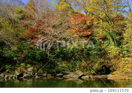 埼玉県嵐山町の紅葉する嵐山渓谷 109111570
