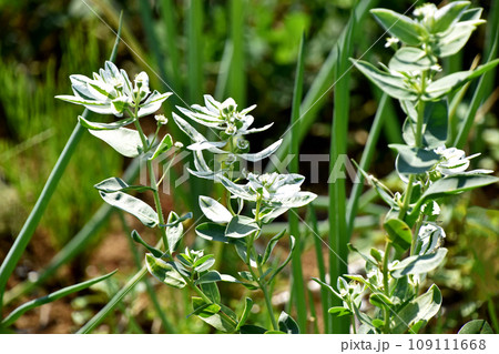 ハツユキソウ（初雪草） 109111668