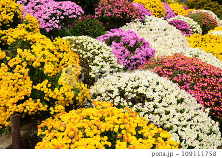 秋を彩るカラフルなざる菊 109111758