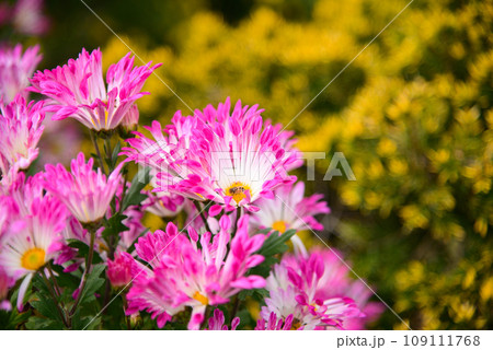 秋を彩るカラフルなざる菊 秋を彩るカラフルなざる菊 109111768