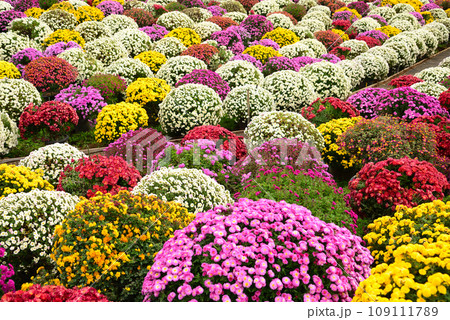 秋を彩るカラフルなざる菊 109111789