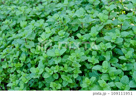 スペアミント スペアミント 109111951