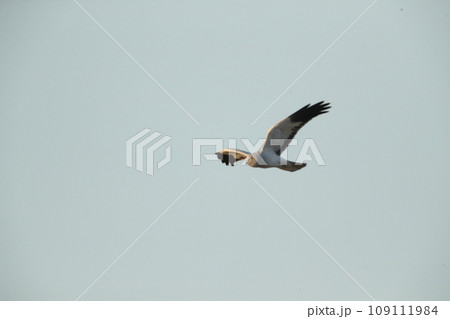 ハイイロチュウヒオス 109111984