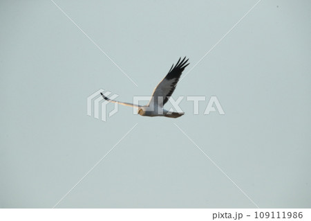 ハイイロチュウヒオス ハイイロチュウヒオス 109111986